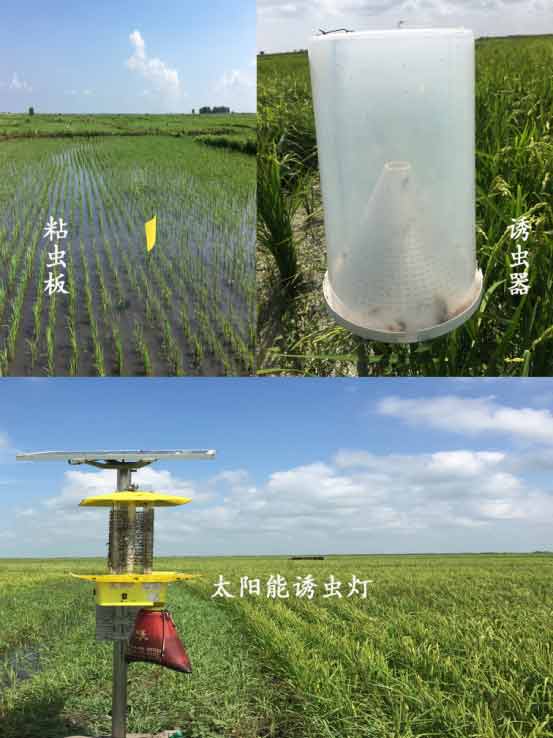 物理、生物防蟲(chóng)